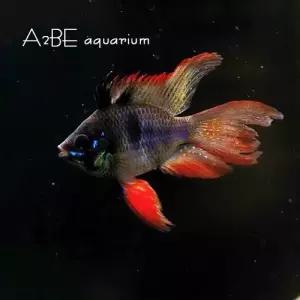 [에이투비]블랙 라미네지 벌룬타입 롱핀 / 3~4cm 전후 / 3마리 / 암수랜덤