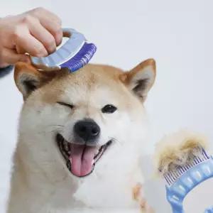 강아지 고양이 조개빗 조개빗 강아지털빠짐 고양이힐링브러쉬