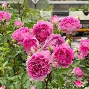 스탠다드장미 세하라자드 포트묘 외목대 사계장미 향기 접목 조경수 묘목