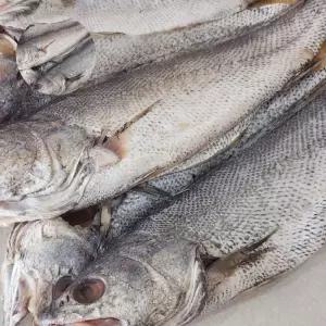 (제스트)반건조 국내산 민어 4미 생선 반건 제수용 민어 조