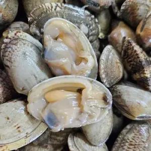 국내산 활 바지락 3kg