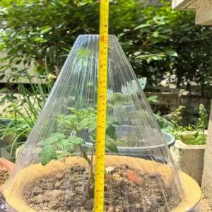 식물 보호 덮개 보온 모종 캡 초대형 방충 꼬깔 텃밭