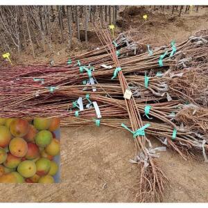 매실나무묘목 홍매실나무 2년생 1주 s26