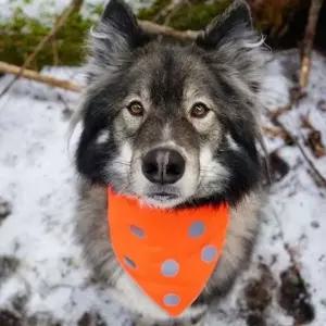 강아지 스카프 털케어 목보호 머플러 그린