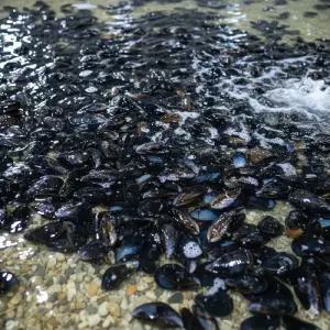 국내산 세척된 홍합 3kg