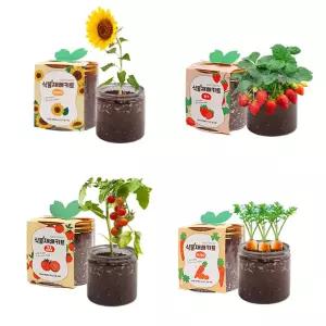 방울토마토 키우기 딸기 강낭콩 당근 봉선화 해바라기 모종 씨앗 키트 어린이집 식목일 행사