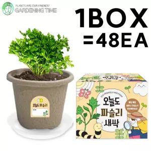 오늘도 새싹 - 지피포트 파슬리 48개입 1박스 / 대량 학습 허브 모종 원예체험 식물 화분기르기