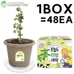 오늘도 새싹 - 지피포트 타임 48개입 1박스 / 대량 학습 허브 모종 원예체험 식물 화분기르기