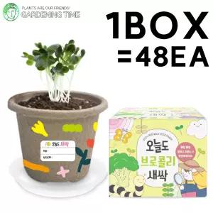 오늘도 새싹 - 지피포트 브로콜리 48개입 1박스 / 대량 학습 새싹 모종 원예체험 식물 화분기르기