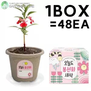 오늘도 새싹 - 지피포트 봉선화 48개입 1박스 / 대량 학습 꽃 모종 손톱 원예체험 식물 화분기르기