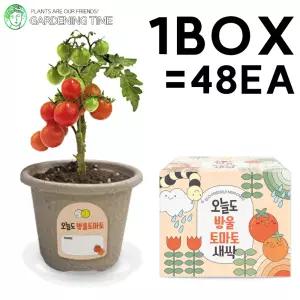 오늘도 새싹 - 지피포트 방울토마토 48개입 1박스 / 대량 학습 야채 모종 원예체험 식물 화분기르기