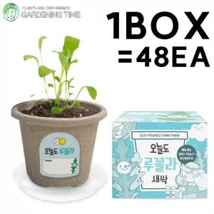 오늘도 새싹 - 지피포트 루꼴라 48개입 1박스 / 대량 학습 야채 모종 원예체험 식물 화분기르기