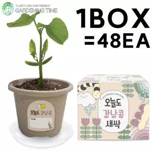 오늘도 새싹 - 지피포트 강낭콩 48개입 1박스 / 대량 학습 모종 야채 원예체험 식물 화분기르기