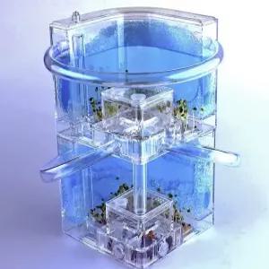 개미키우기 2단 여왕개미 키우기 곤충관찰 투명 개미집 세트