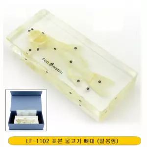 물고기 뼈대 표본 아크릴 초등학교 교구 교구식물 자연과학교구 도구