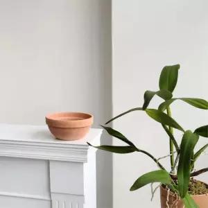 분재토분 다육이 밝은 황토화분 23x10cm 그린테리어