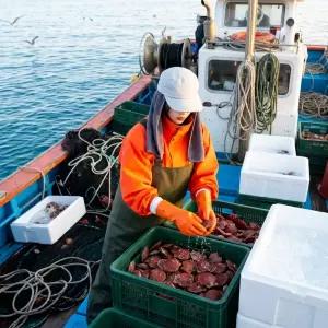 당일조업 통영 홍가리비 쫄깃탱글 달콤한맛 산지직송 2kg kg당 15-20미