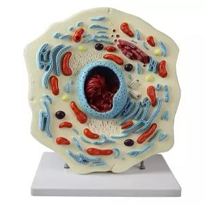 비전 과학적 VAA505 동물 세포 모델 핵 소포체를 포함한 모든 주요 소기관 보기. 미토콘드리아 리보솜