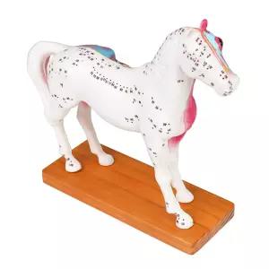 침술 포인트가 있는 시메두테크 말 해부학 모델 - 수의학 교육 도구 뜸 및 수의사 훈련을 위한 세부 PVC