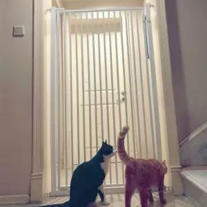 2M 안전 안전문 울타리 펜스 높은 펫도어 고양이 방묘문 강아지