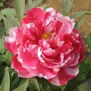 목단/모란 (도금) _ 개화주 [ 6지 이상 ] 묘목/ 조경수/정원수/D0175