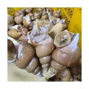 동해안 자연산 활 백골뱅이 1kg 왕 7-10미 x 2개