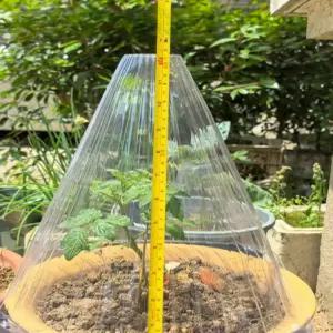 식물 보호 덮개 캡 텃밭 보온 모종 방충 꼬깔 초대형