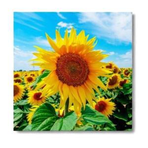 [2개구성] 황금 돈들어오는 현관 사진 액자 그림 해바라기 AWFAD8B5