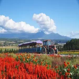 북해도3일#부산출#온천1박+시내1박 #비에이#후라노#오타루