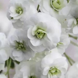 [충북농원] 장미조팝-조팝나무 묘목 - 포트묘