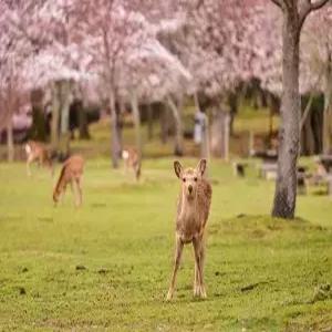 [선착순10명할인] 오사카/나라/USJ/고베 3일 #오사카4성급호텔 #사슴의도시나라 #환상의테마파크 #사슴의도시나라 #하루카스전망대 #낭만고베