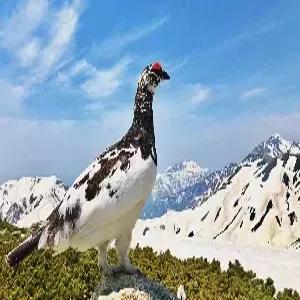 [출발확정] [도야마 전세기] 알펜루트 4일 #도야마직항 #설벽감상 #시라카와고 #토롯코열차 #온천호텔2박 #호텔석식1회