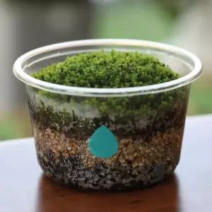 흙 키트 키우기쉬운 집에서 재배기 인테리어 이끼 실내 식물 소형 [fCBF10A]