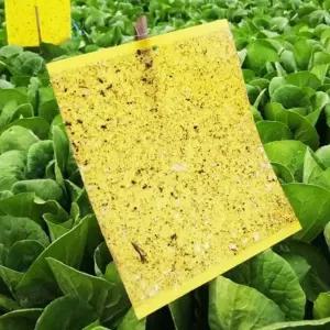 10P 끈끈이 초파리 트랩 날파리 퇴치법 나방 파리 날벌레