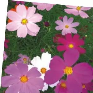 야생화씨앗 왜성 코스모스품종 야생화 꽃씨 종자 씨앗 2000립