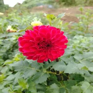 다알리아 나탈(중소형)-1뿌리(2-3구근)