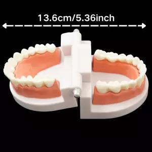 28개의 치아가 있는 치아 교육 모델 부드러운 잇몸이 성인 표준 틀니 시연 도구 (치과 의사 및 환자용)