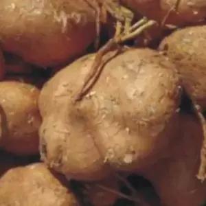 채소씨앗 작물품종 히카마채소씨앗 20립식품종자 웰빙작물씨앗