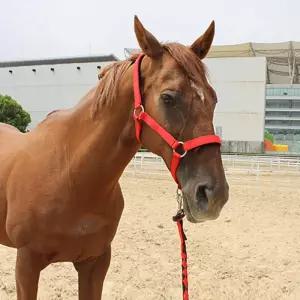 말 고삐 당김 로프 리드끈 밧줄 마구 말타기 훈련용