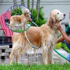 쌍문상회 대형견샤워기 이시아르 애견 원형 가능