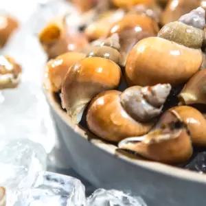 동해안 포항 골뱅이 800g 급냉 활 백골뱅이 백고둥 생물