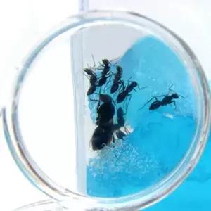 개미관찰 하우스 ㄱ자형 개미키우기 유아 과학 교구