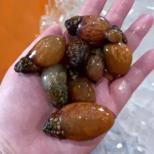 자연산 통영 미더덕 1kg 생 미더덕 회 생물 미더덕 해물찜 재료 참미더덕 활 미더덕