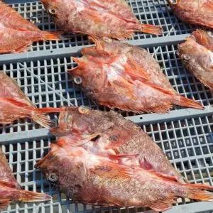 자연산 통영 쏨뱅이 300g 2-4미 반건조 쏨뱅이 붉은생선 빨간 우럭 매운탕 생선 구이