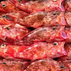 자연산 통영 삼뱅이 1kg 4-6미 생물 냉동 삼뱅이 붉은생선 빨간 우럭 매운탕 생선 구