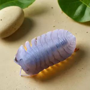 등각류 분해 생물 톡톡이 톡토기 쿠바리스 소일 5마리