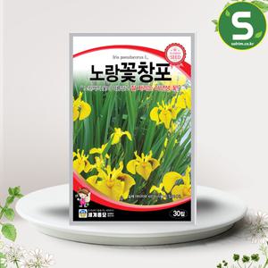 노랑꽃창포씨앗 30립 꽃창포 꽃씨앗 꽃씨 야생화