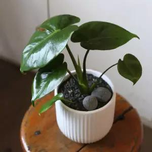 아트박스/러브피어리 고급스런 몬스테라 Porcelin Veil 도자기 화분(S)