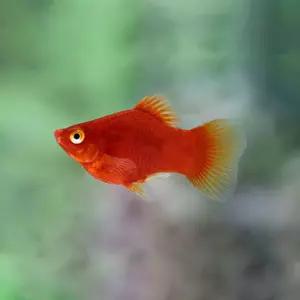 열대어 삼각 코랄 플래티 5마리