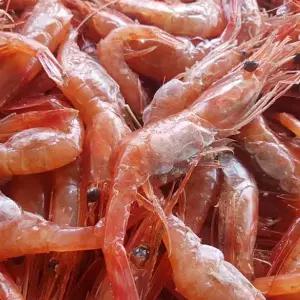 횟감 생물 단새우 500g(25미 내외)